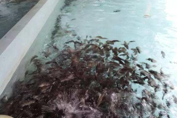珍珠石斑鱼孵化技术：从肥水到日常管理的全程指南