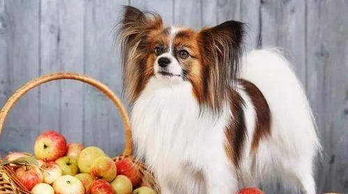 狗狗误食葡萄后怎么办？紧急处理方法和预防措施是什么？