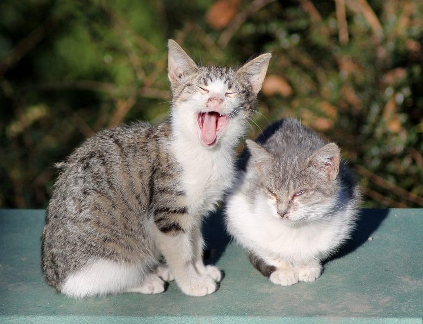收养和照顾流浪猫的技巧