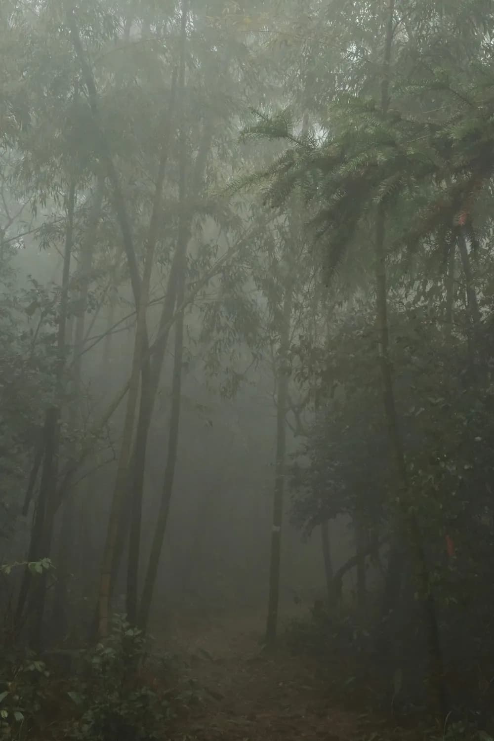 厦门植物园国庆期间推特色市集，8000种植物等你来