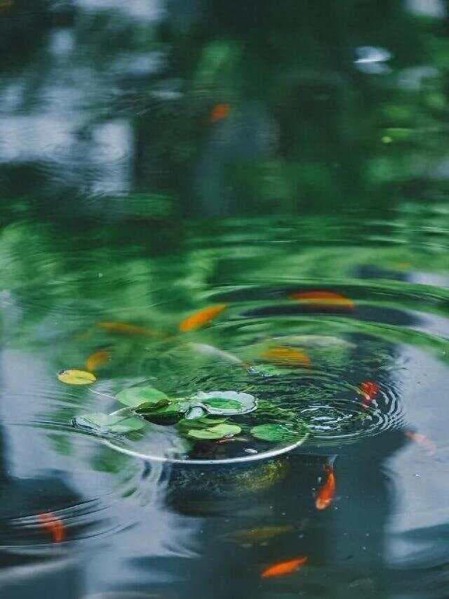 月落子规歇，雨中山果落：20句描绘宁静的古诗词