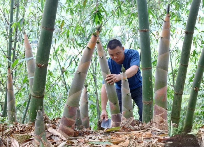 广东英德西牛麻竹笋“圈粉”海内外