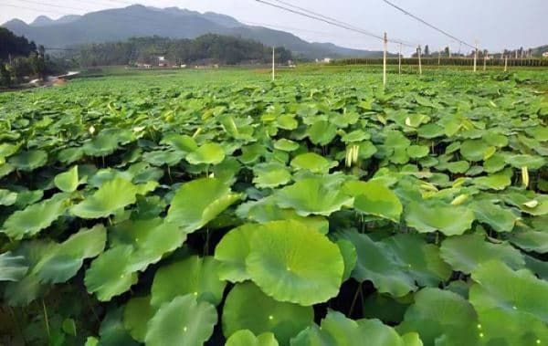 种植莲藕如何施肥产量高？