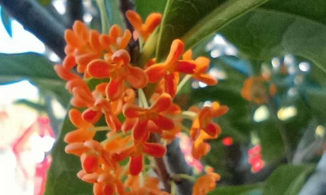 桂花喜光全攻略：光照条件对桂花生长的影响及养护技巧