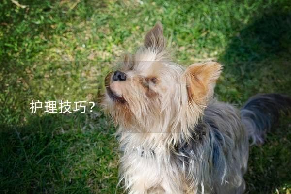 狗狗脱水了怎么办，如何及时补水与护理技巧？
