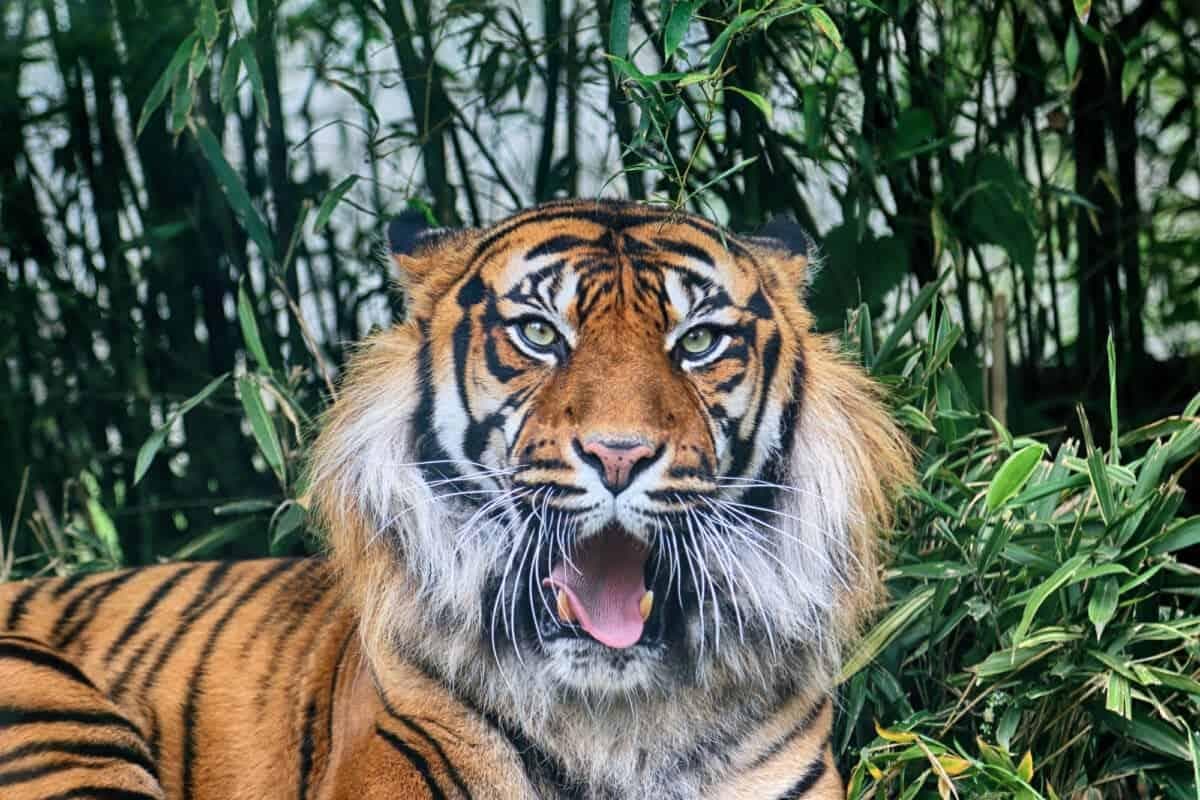 发现老虎也吃草