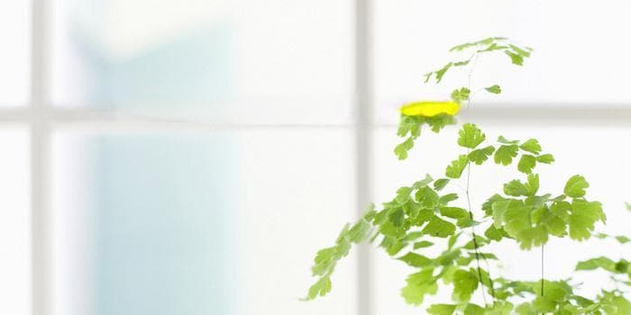 桃梅盆景图片大全(桃梅树简介)
