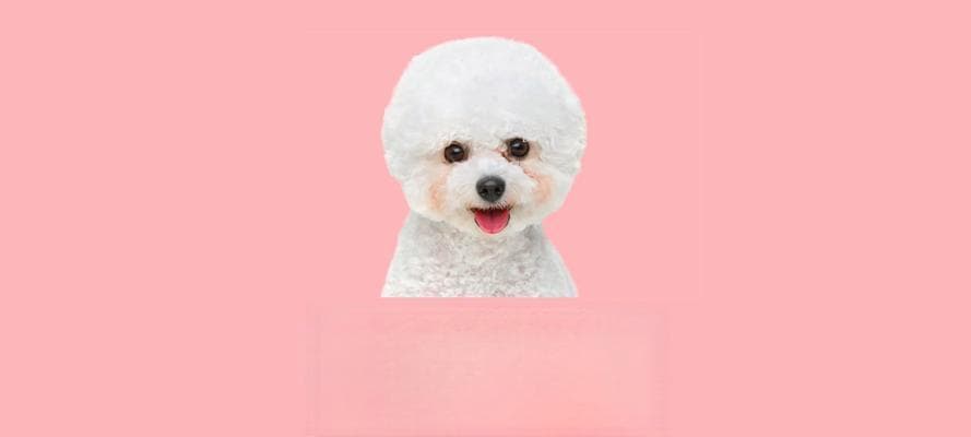 如何喂养一个月大的小狗？（幼犬喂食的注意事项与建议）