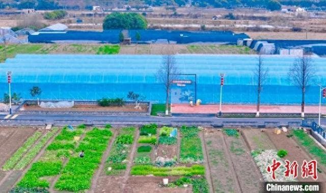 早春时节走进江西南昌乡村：花卉蔬菜产业促村民增收