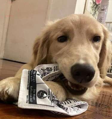 遇到狗狂叫怎么办？15个实用应对技巧