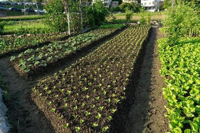 这10种蔬菜能自己留种，别再花钱买杂交种子，老品种更安全放心