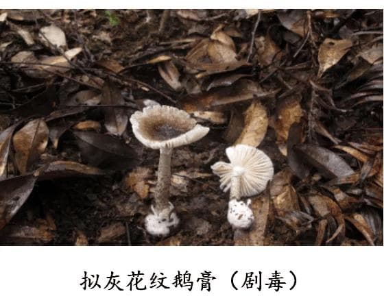 别采！别买！别吃！——预防野生菌中毒知识宣传