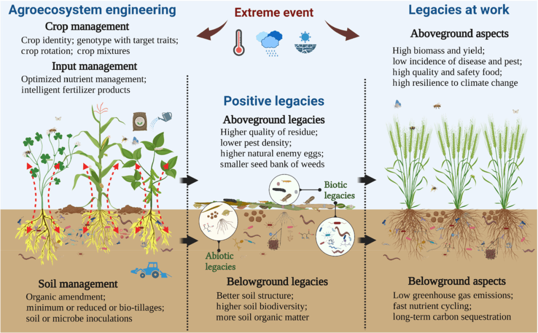 中国农大研究：植物-土壤-微生物组相互作用支撑农业可持续性
