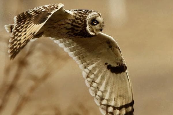 鹰、隼、雕、枭的区别是什么？看完涨知识了！建议收藏