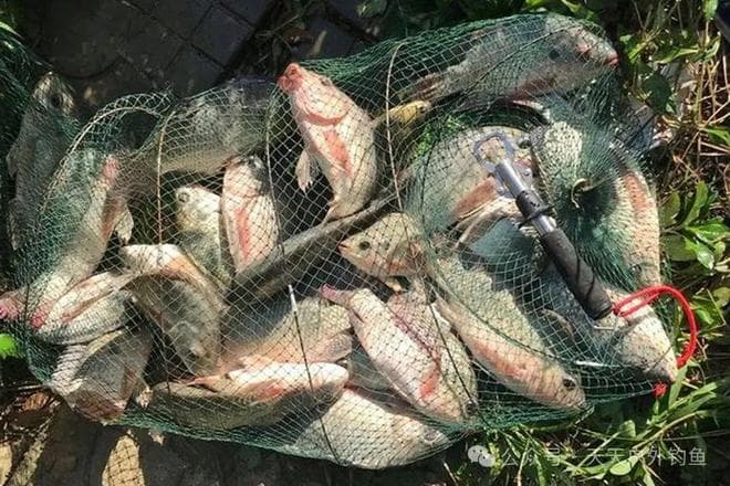 惊蛰过后野钓鲫鱼，记住4个基本思路，再大的鲫鱼都钓得到
