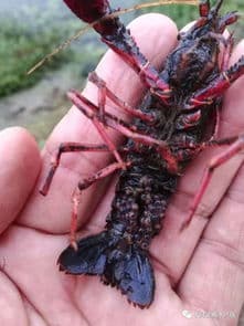 虾抱卵了怎么养（虾抱卵了应该如何照顾和孵化）