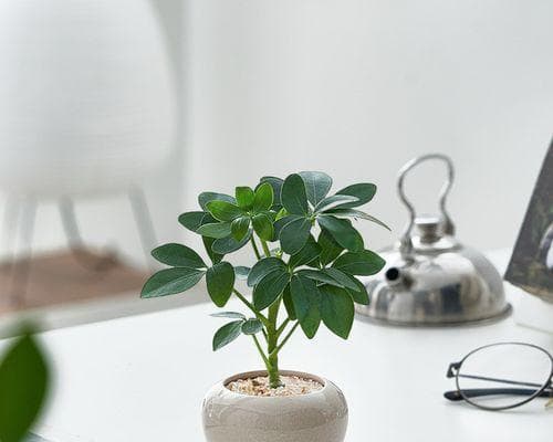 鸭脚木的生长特点及注意事项（太阳晒、营养和环境对鸭脚木的影响）