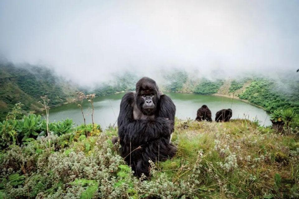 非洲狩猎已不再是屠杀动物之旅，转向保护和生态旅游
