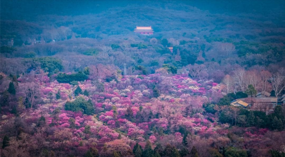 南京梅花山：中国四大梅园之首的梅花品种与历史文化