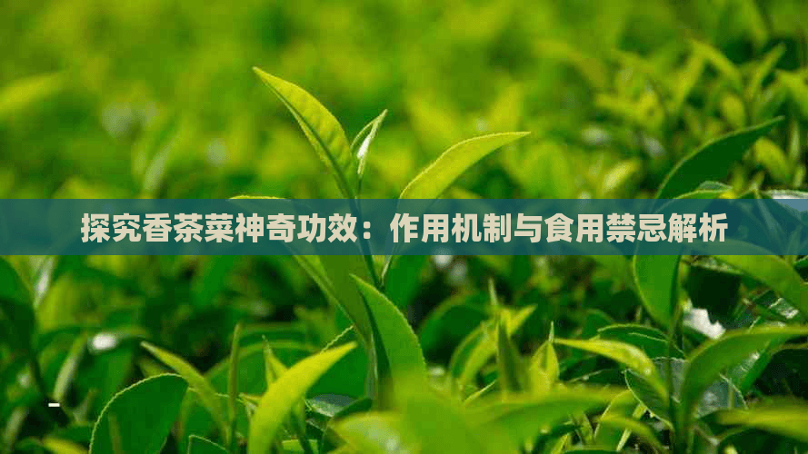 探究香茶菜神奇功效：作用机制与食用禁忌解析