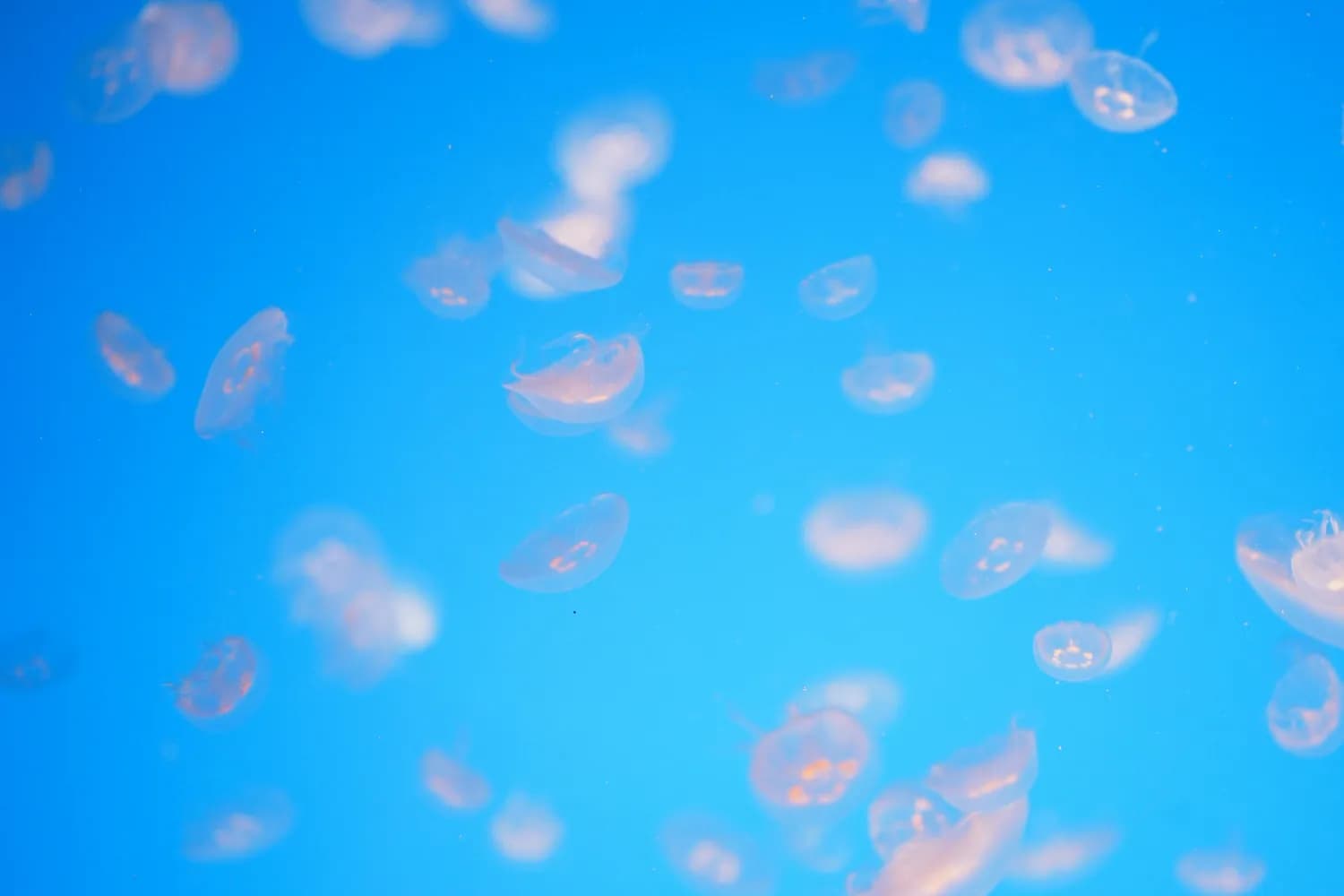 北京怀柔再现“水中大熊猫”桃花水母！