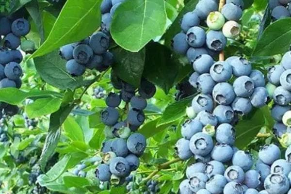 奥尼尔蓝莓种植技术：从整地到采收的全程指南