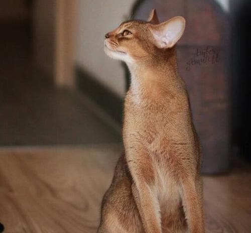 阿比西尼亚猫的饲养指南（从喂养到训练，全面了解阿比西尼亚猫的生活方式）