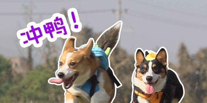 如何调节猫咪争宠的关系（铲屎官的干预与猫咪社交行为）