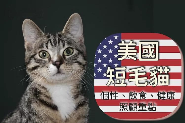 美国短毛猫：性格、饮食与健康护理指南