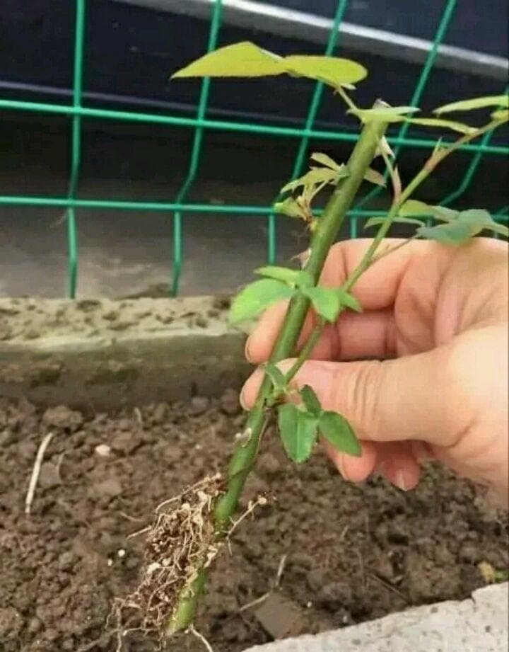怎么让种子发芽生根，养花人士值得收藏