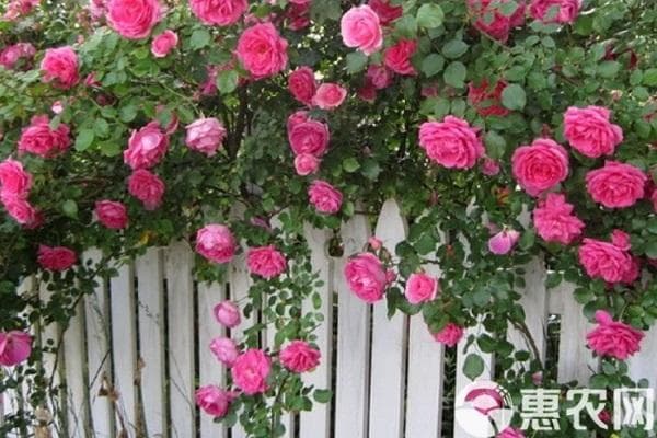 月季花最好的肥料