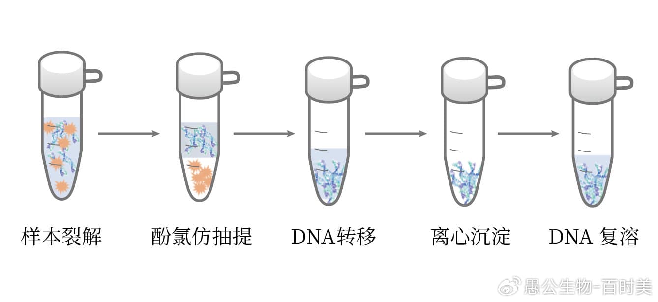 酚/氯仿抽提DNA原理与步骤