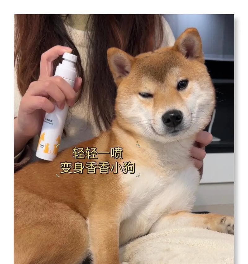 狗狗如何正确定点大小便（训练技巧和方法，让你的狗狗遵守规矩）