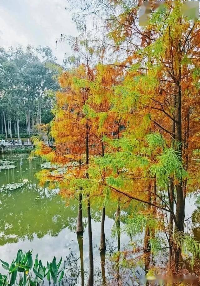 广州大观湿地公园：闹市中的免费绿洲，遛娃拍照赏花两相宜