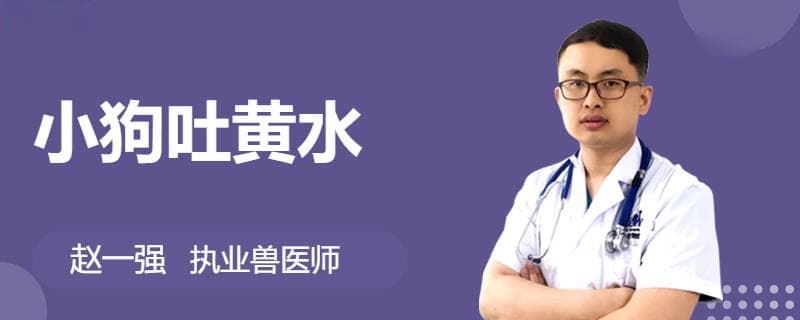 小狗吐黄水的原因及处理方法
