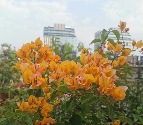 三角梅的种植技巧（时间、方法、关键点）