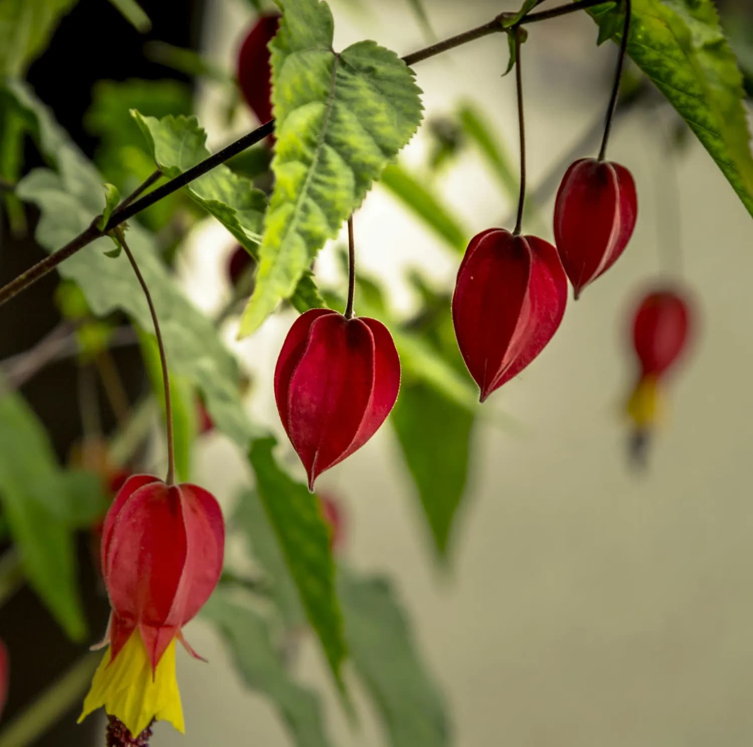灯笼花过冬攻略：生态友好篇