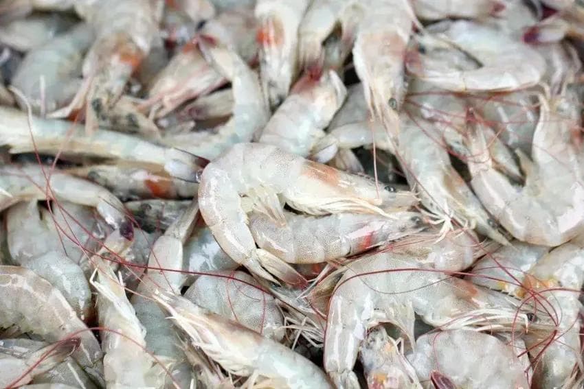 河虾、海虾哪个好？别被价格误导