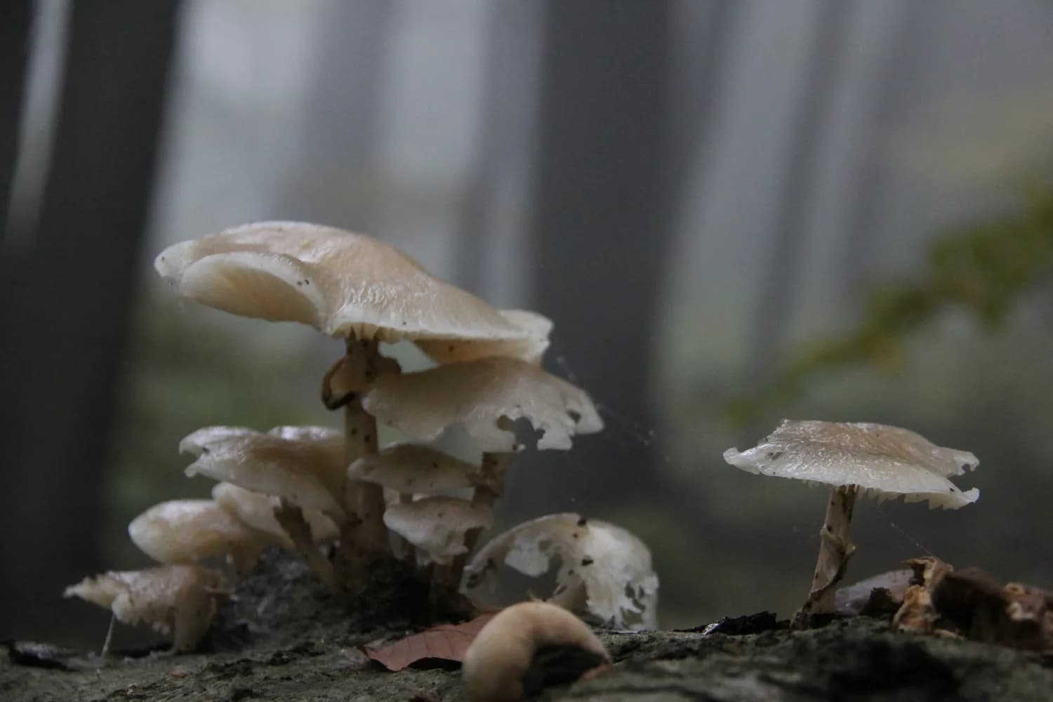 毒蘑菇频致人死亡，专家：勿采勿食野生蘑菇