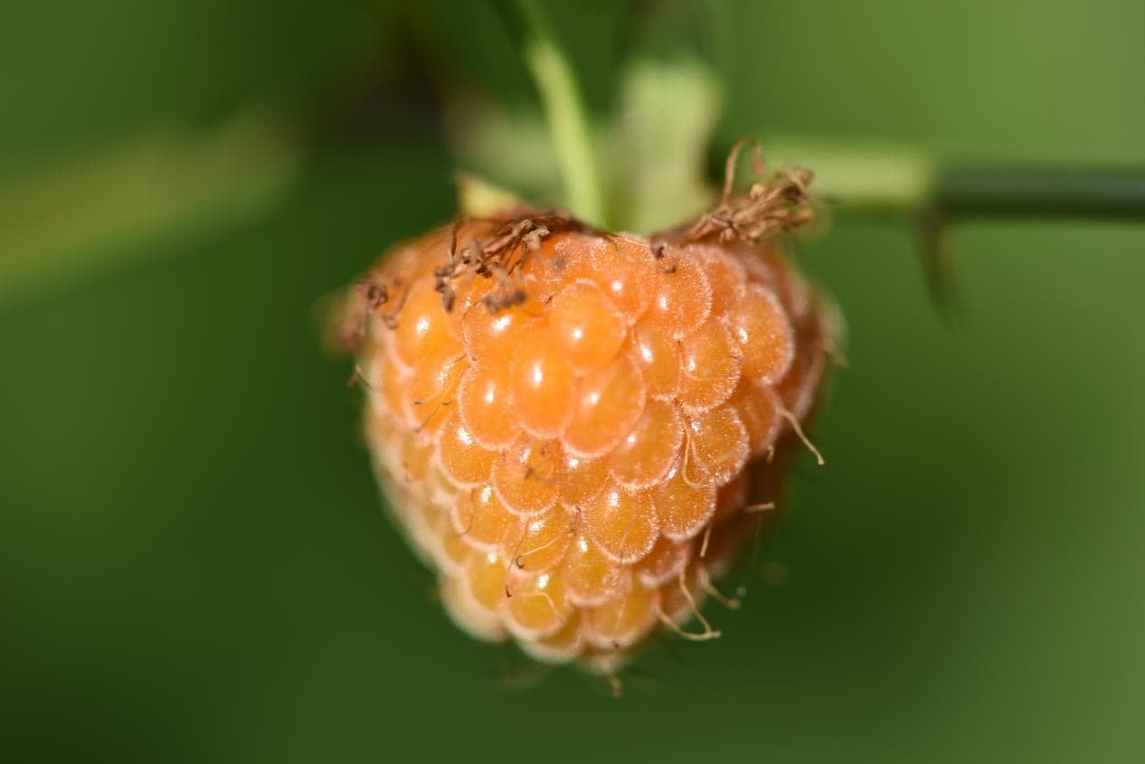 【赣食十味】覆盆子