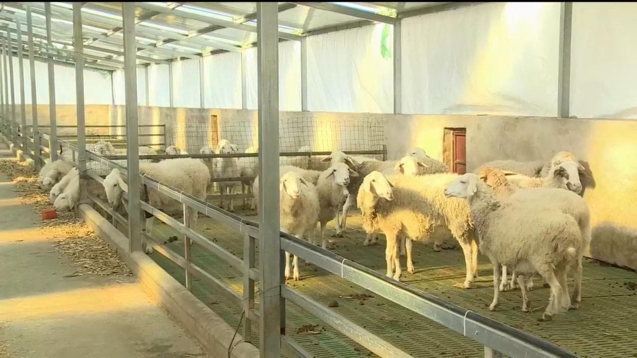 甘肃羊产业：从传统养殖到现代化转型