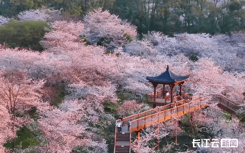 武汉东湖樱园 今年又有新玩法！