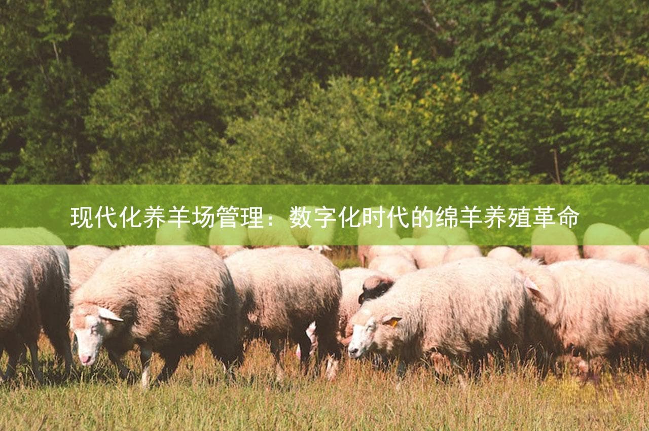 现代化养羊场管理：数字化时代的绵羊养殖革命