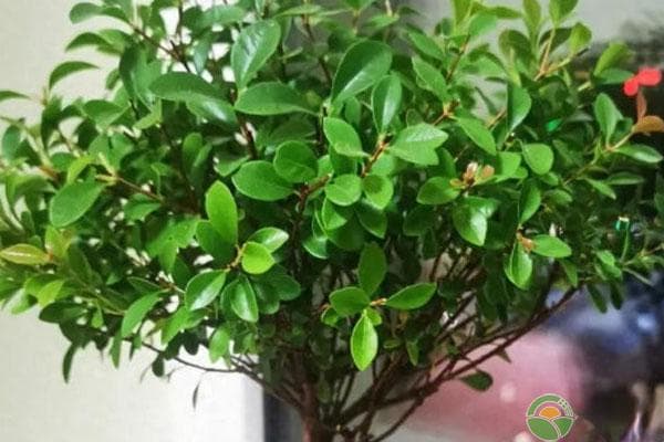 小叶赤楠怎么养护和浇水？