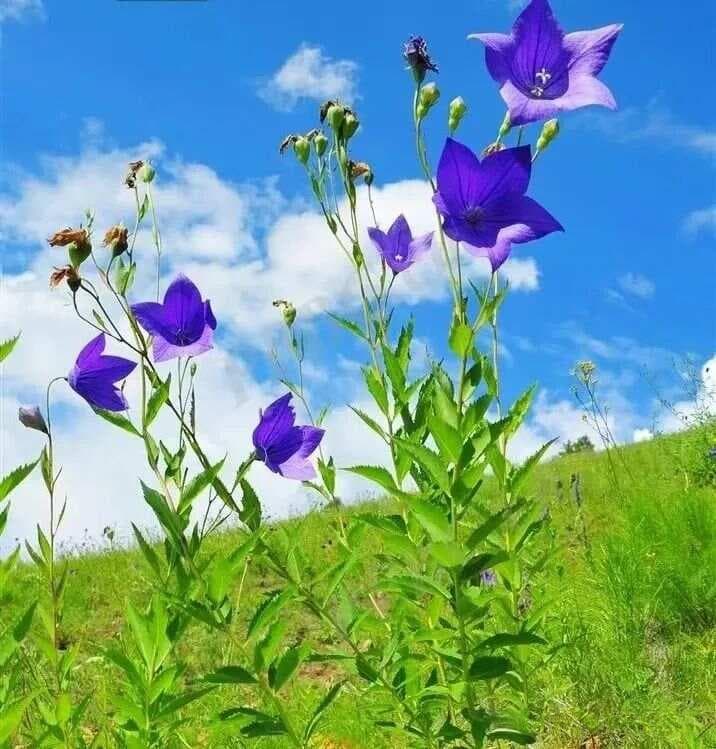 每天认识一个中药--桔梗