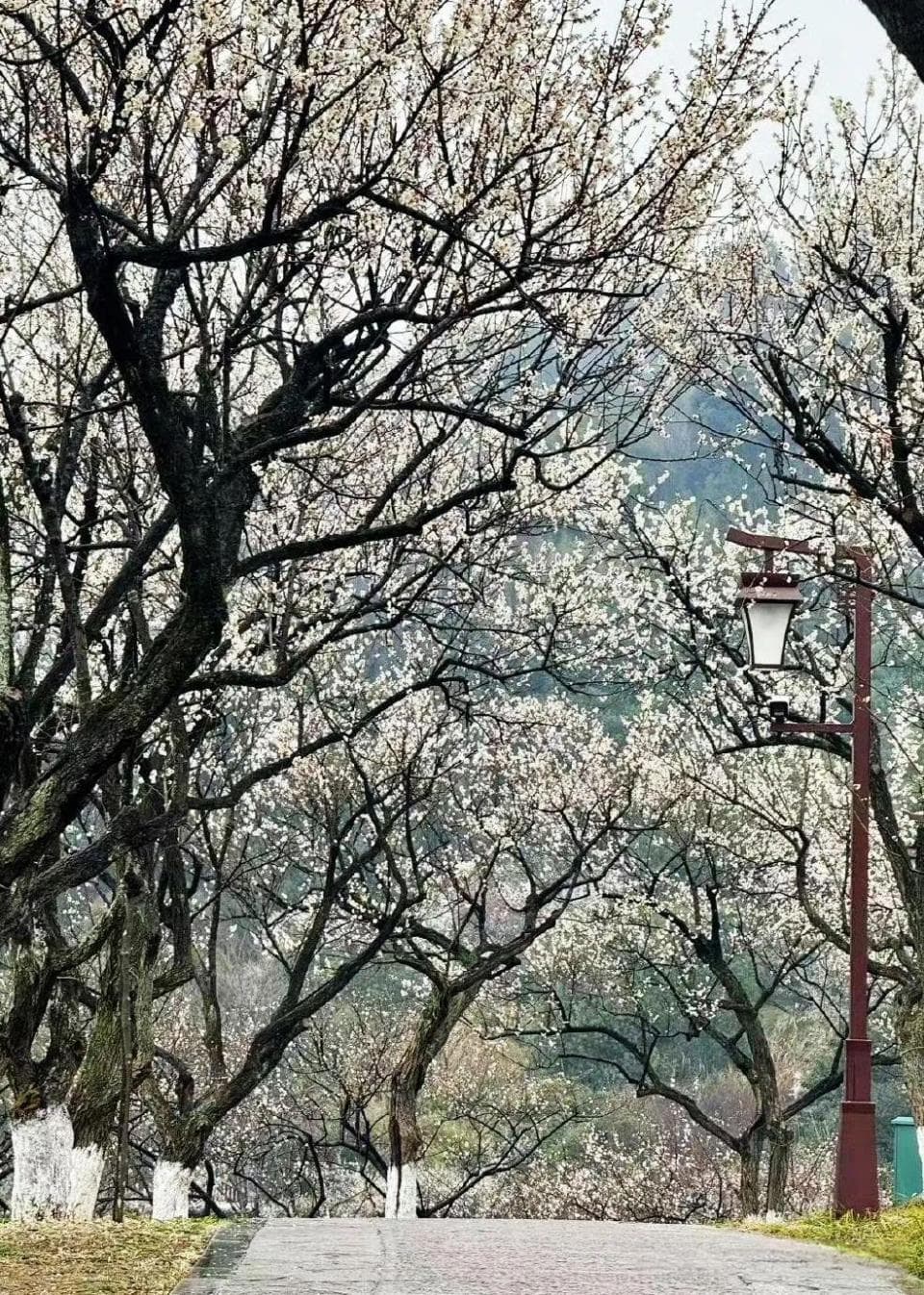 杭州这座名山，每到初春便“十里香雪”，是江南三大赏梅胜地之一
