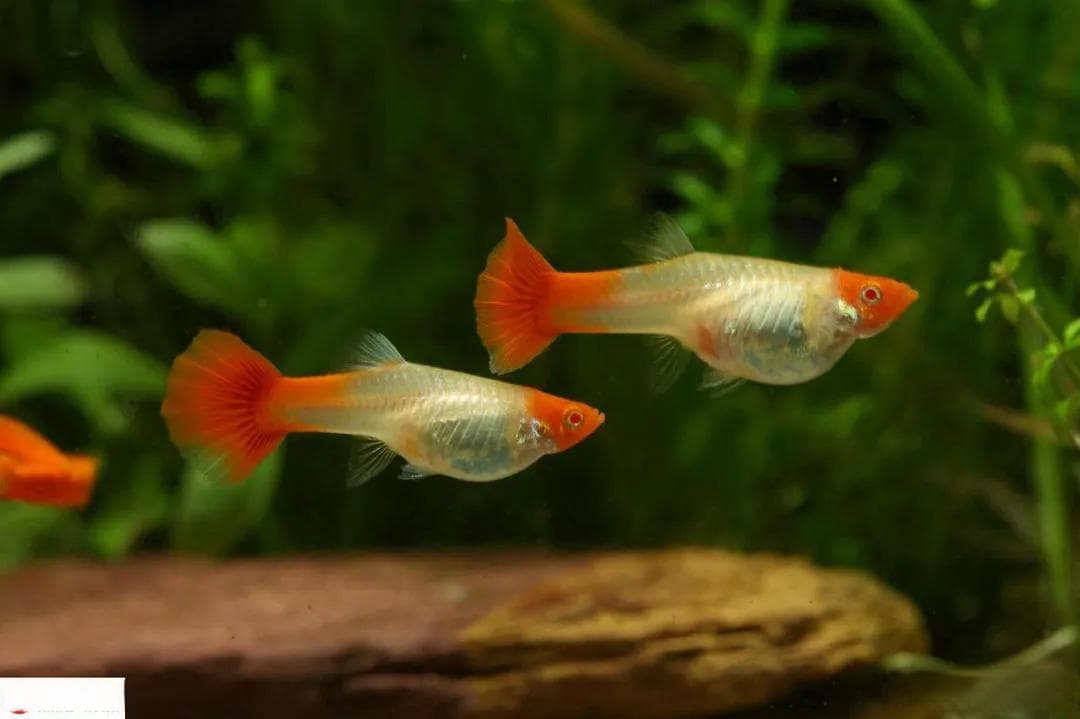 孔雀鱼该怎么喂？细数孔雀鱼3个阶段的正确喂食方法