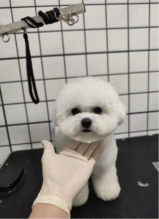 宠物过年记：寄养背后的爱与温暖