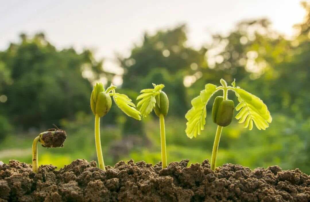 一文详解：氨基酸、肽、蛋白质（酶）在植物领域的功能作用