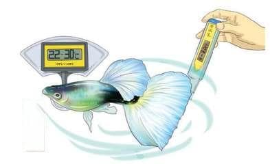 淡水鱼鱼缸温度调节：不同淡水鱼的适宜水温及调节方法